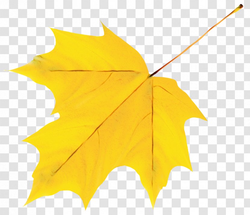 Maple Leaf - Paint - Deciduous Transparent PNG