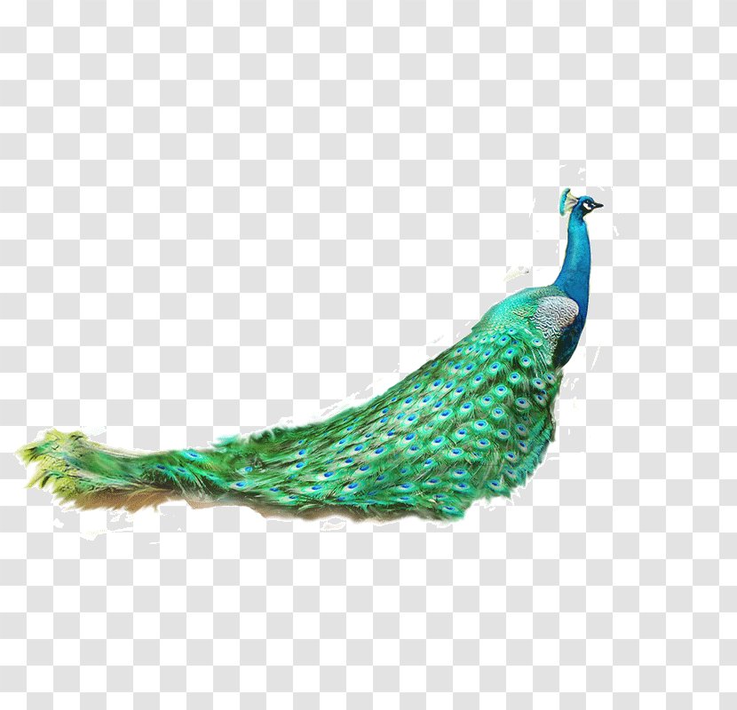 Asiatic Peafowl Feather Green - Tail - Peacock. Transparent PNG
