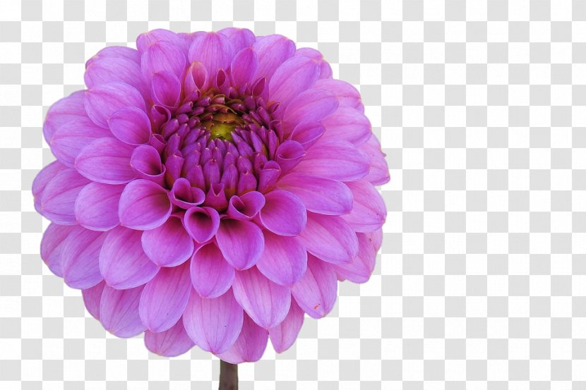 Dahlia Flower Garden Petal - Purple Transparent PNG