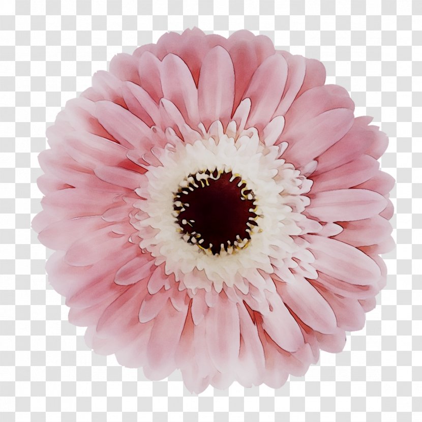 Transvaal Daisy Cut Flowers Pink M RTV - Chrysanths Transparent PNG