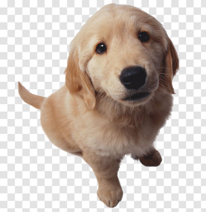Golden Retriever Beagle Cat Nosebleed Puppy - Dogu2013cat Relationship - Dog Transparent PNG