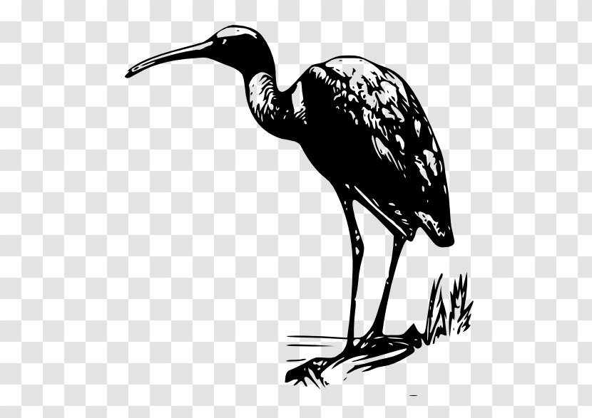 Bird Bald Eagle Ibis Clip Art - Ciconiiformes Transparent PNG