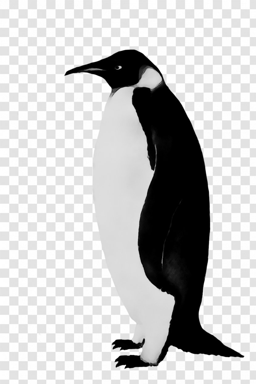 King Penguin Fauna Beak - Blackandwhite Transparent PNG