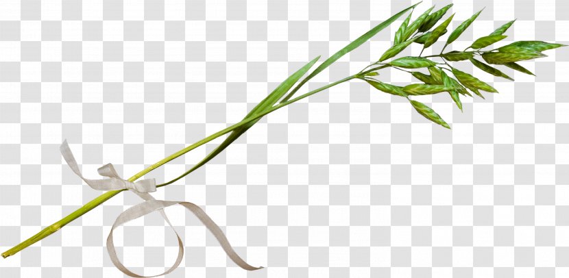 Rattan Vine - Organism - Flowering Plant Transparent PNG