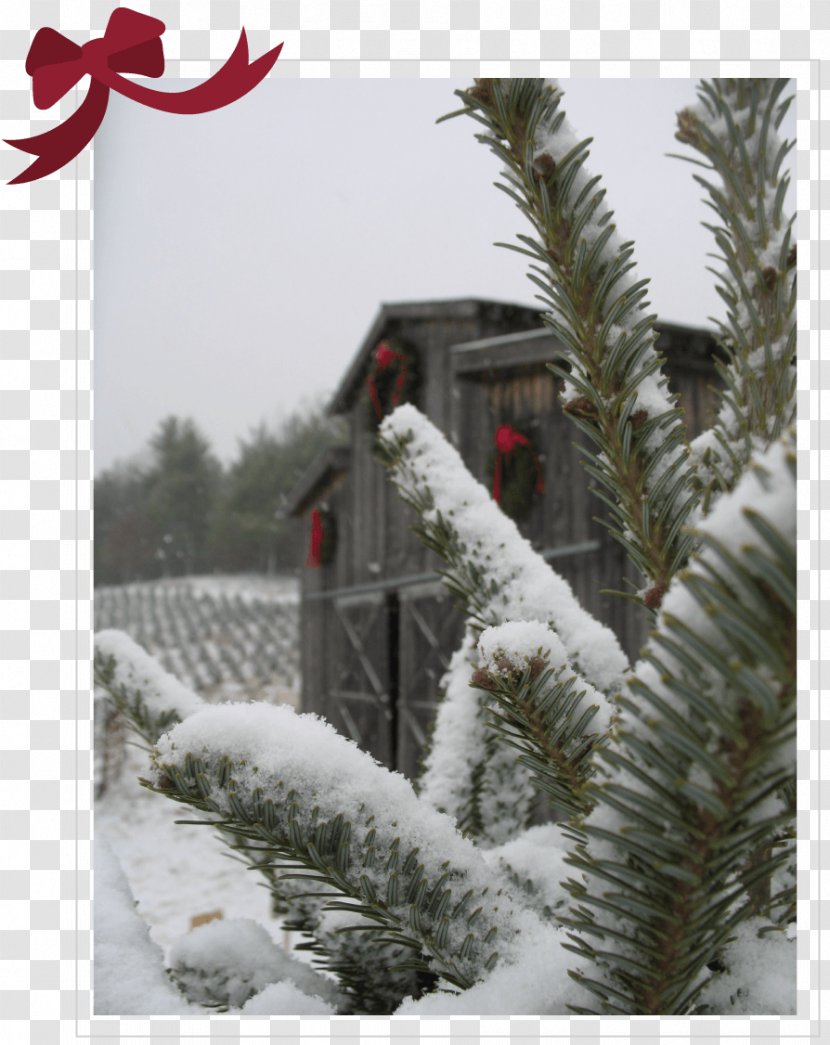 Fir Christmas Ornament Spruce Pine Snow Transparent PNG