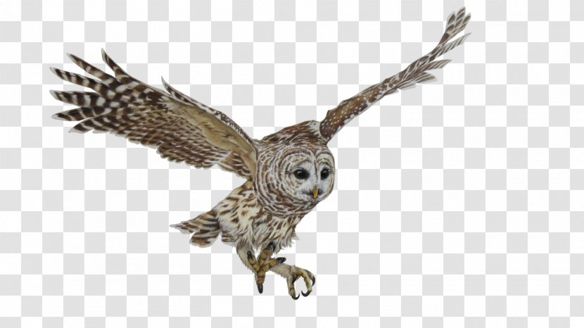 Bird Of Prey Owl Nature - Education Transparent PNG