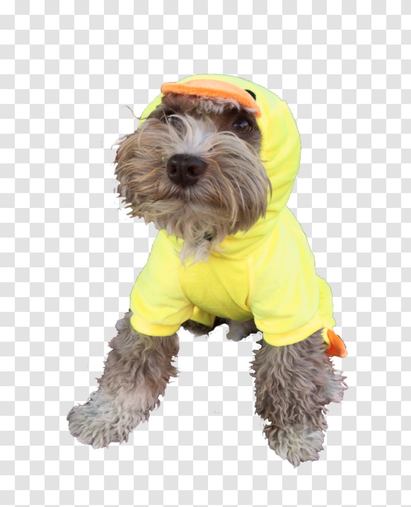 Schnoodle Disguise Costume Party Halloween - Dog Like Mammal Transparent PNG