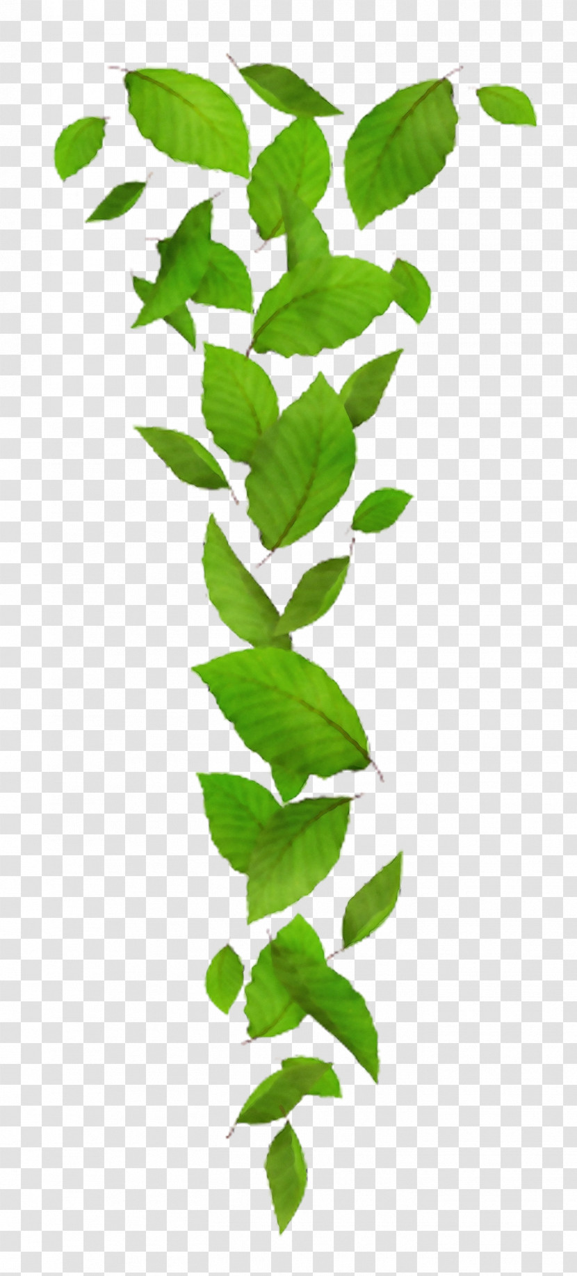 Plant Stem Leaf Green Plants Science Transparent PNG