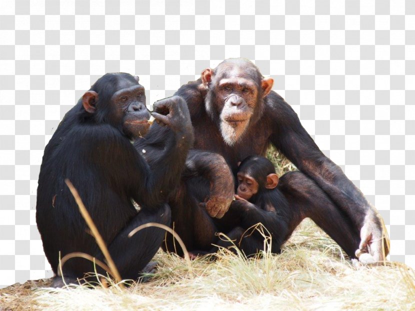 Common Chimpanzee Chimfunshi Wildlife Orphanage Gorilla How To Speak Monkey - Save The Chimps Transparent PNG