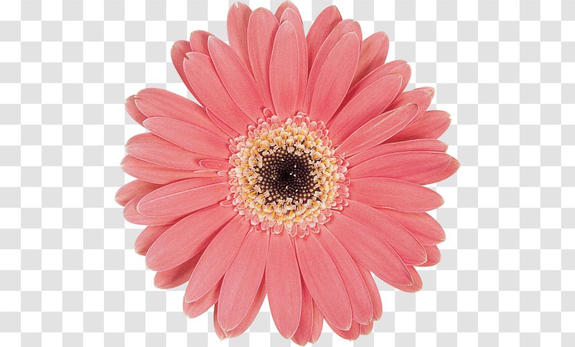 Transvaal Daisy Marguerite Chrysanthemum Cut Flowers Pink M Transparent PNG