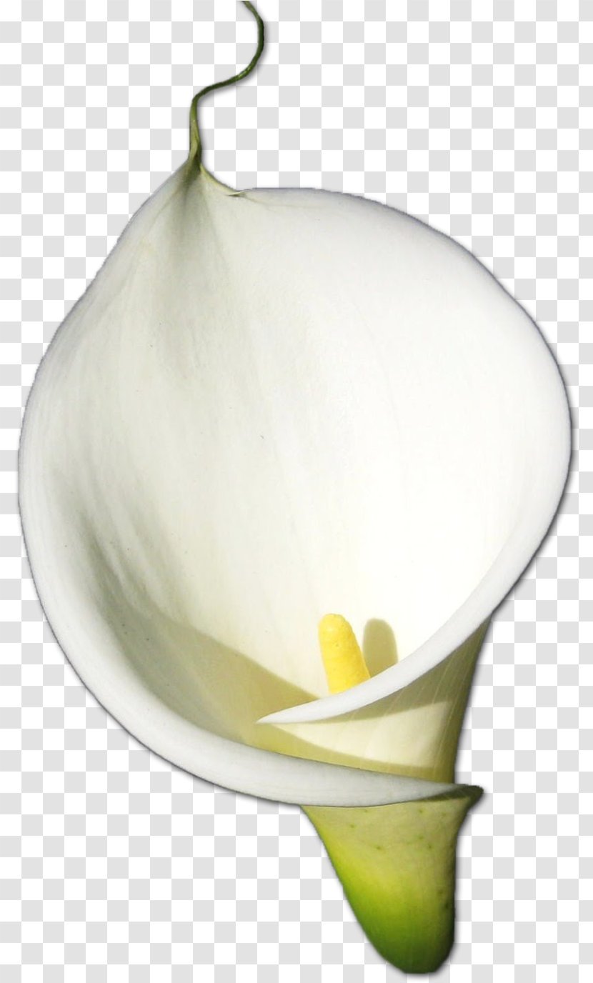 White Lily Flower - Bog Arum - Nepenthes Anthurium Transparent PNG