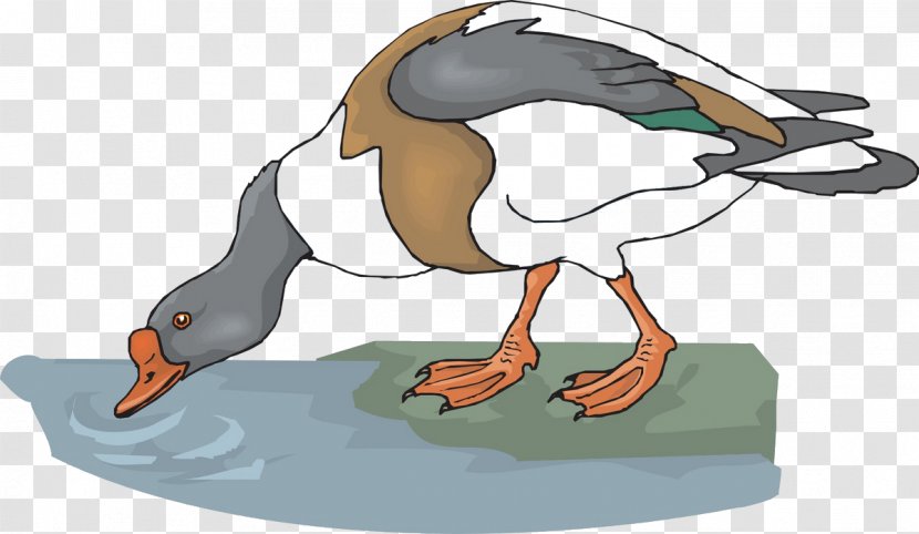 Goose Drinking Water Animal Clip Art - Drink Transparent PNG