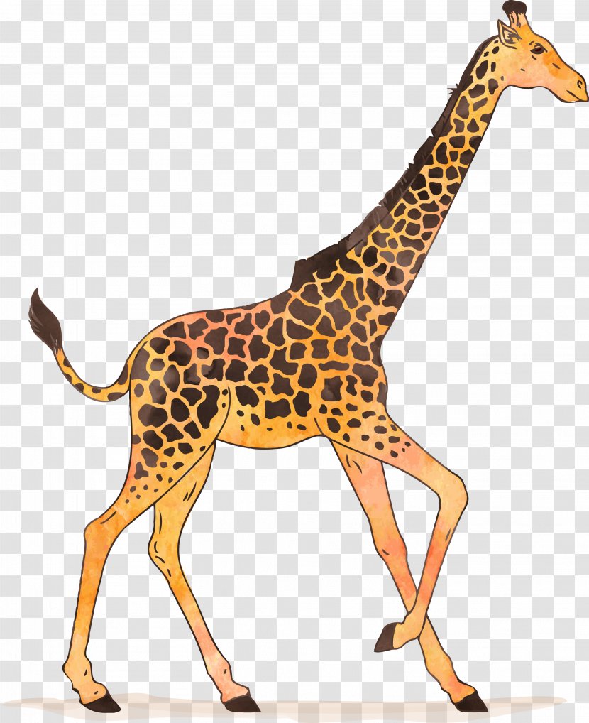 Giraffe Watercolor Painting Drawing Illustration - Neck - Vector Transparent PNG