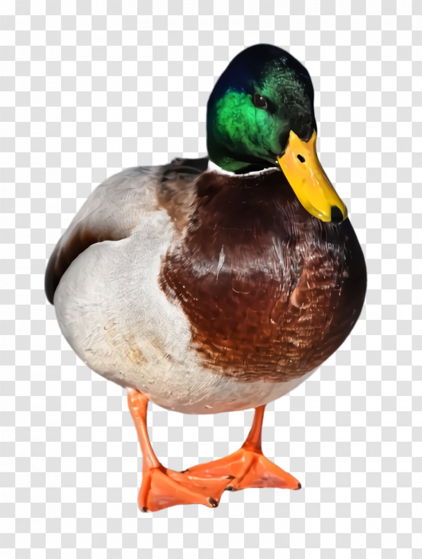 Bird Duck Mallard Ducks, Geese And Swans Water - Hunting Decoy American Black Transparent PNG