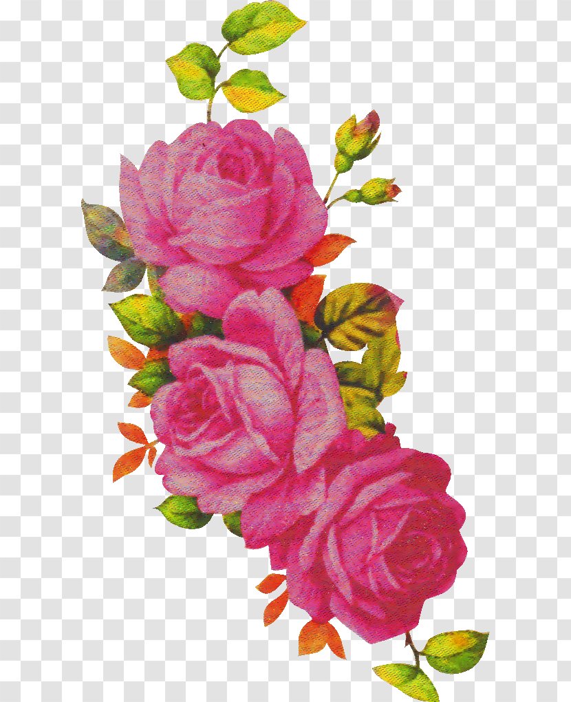 Garden Roses - Pink - Rose Family Plant Transparent PNG
