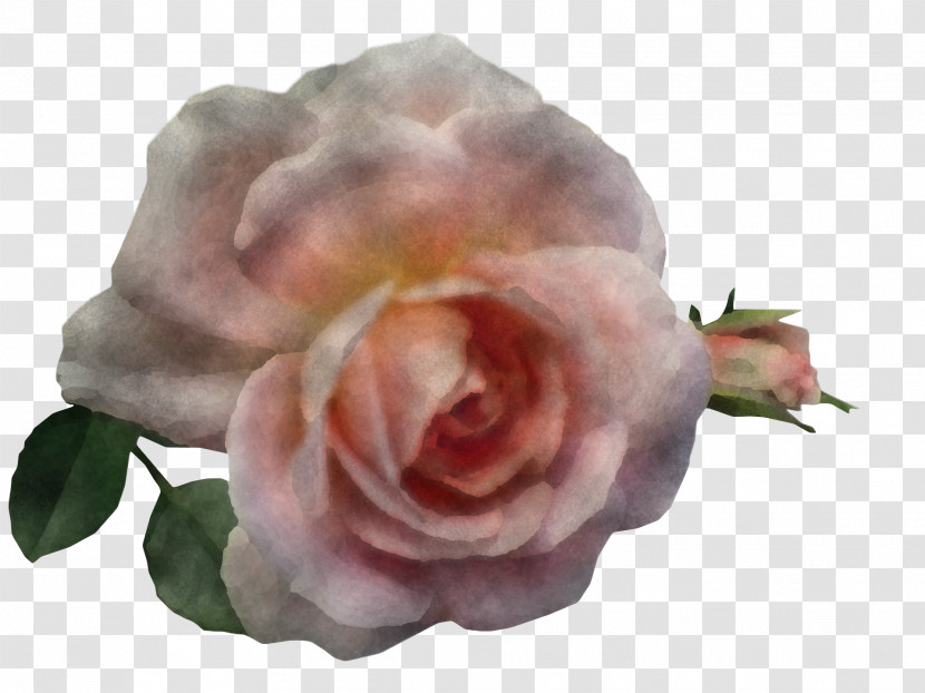 Garden Roses Transparent PNG