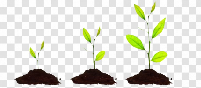 Business Development Management Marketing Resource - Leaf - Botany Transparent PNG