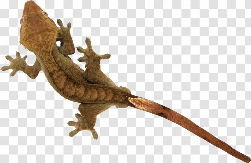 Lizard Reptile Common Iguanas Gecko - Organism Transparent PNG