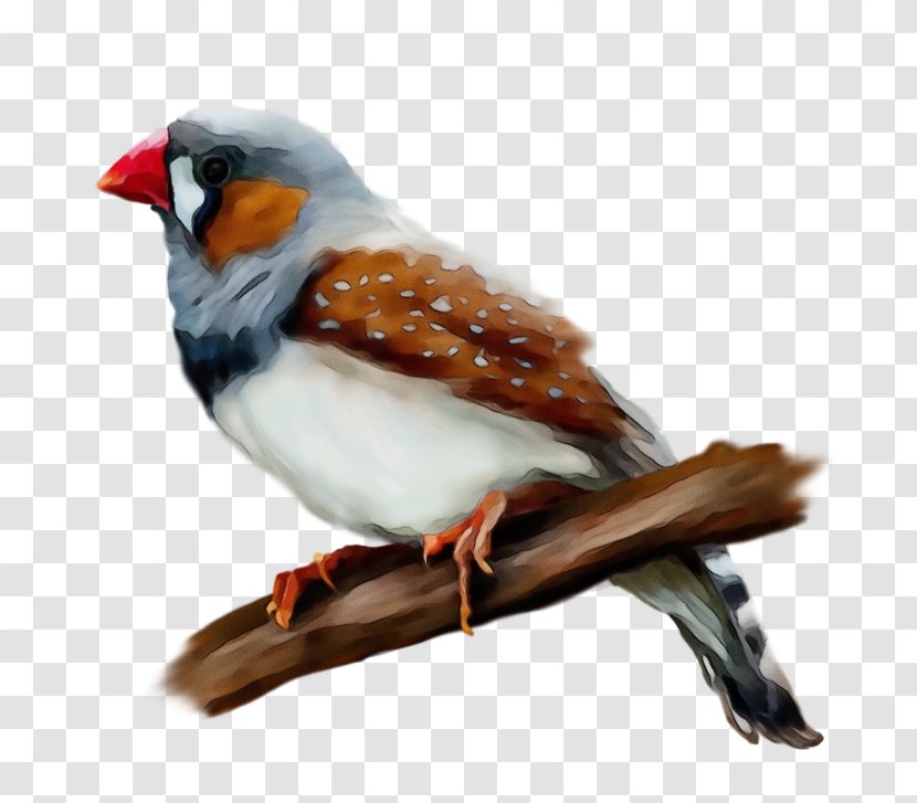 Robin Bird - Finch Songbird Transparent PNG