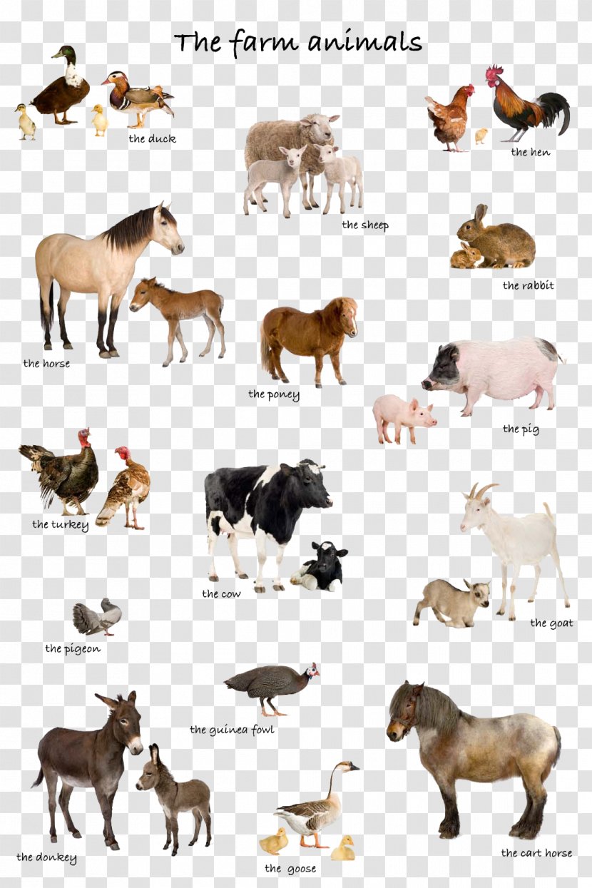 Livestock Stock Photography Farm Illustration - Carnivoran - Animal Transparent PNG