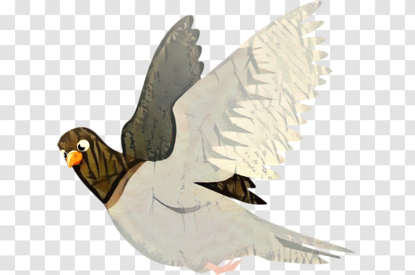 Homing Pigeon Clip Art Fantail Indian Bird - Columbiformes - House Sparrow Transparent PNG
