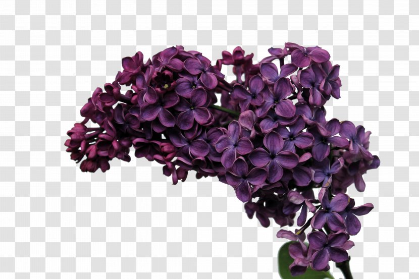 Desktop Wallpaper Computer Monitors 1080p Lilac Flower - Flowering Plant - 4k Resolution Transparent PNG