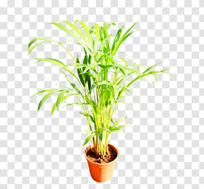 Palm Trees Plants Houseplant Grasses Terrestrial Plant - Tree Transparent PNG