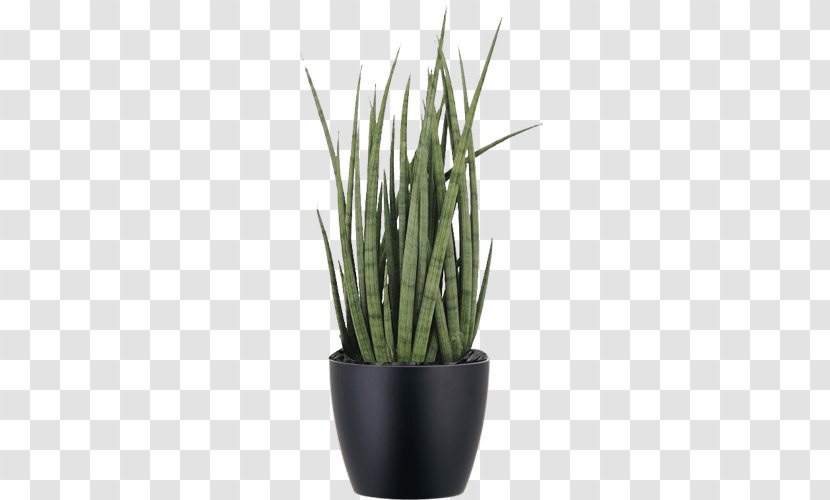 Sansevieria Cylindrica Viper's Bowstring Hemp Succulent Plant San Severo - Grass Transparent PNG