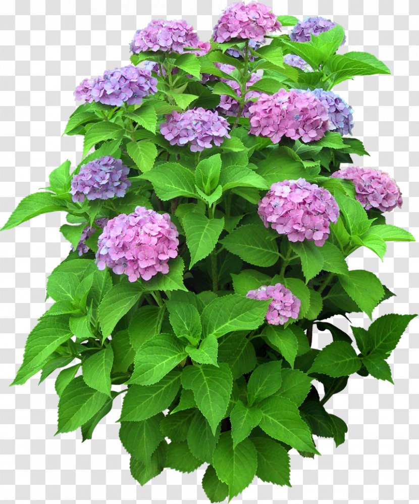 Download Flower - Lilac - Hydrangea Transparent PNG