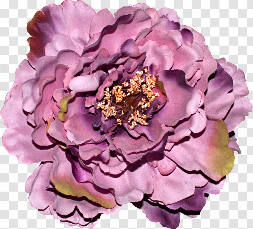 Cut Flowers Centifolia Roses Rosaceae Petal - Rose Family - Lilac Transparent PNG