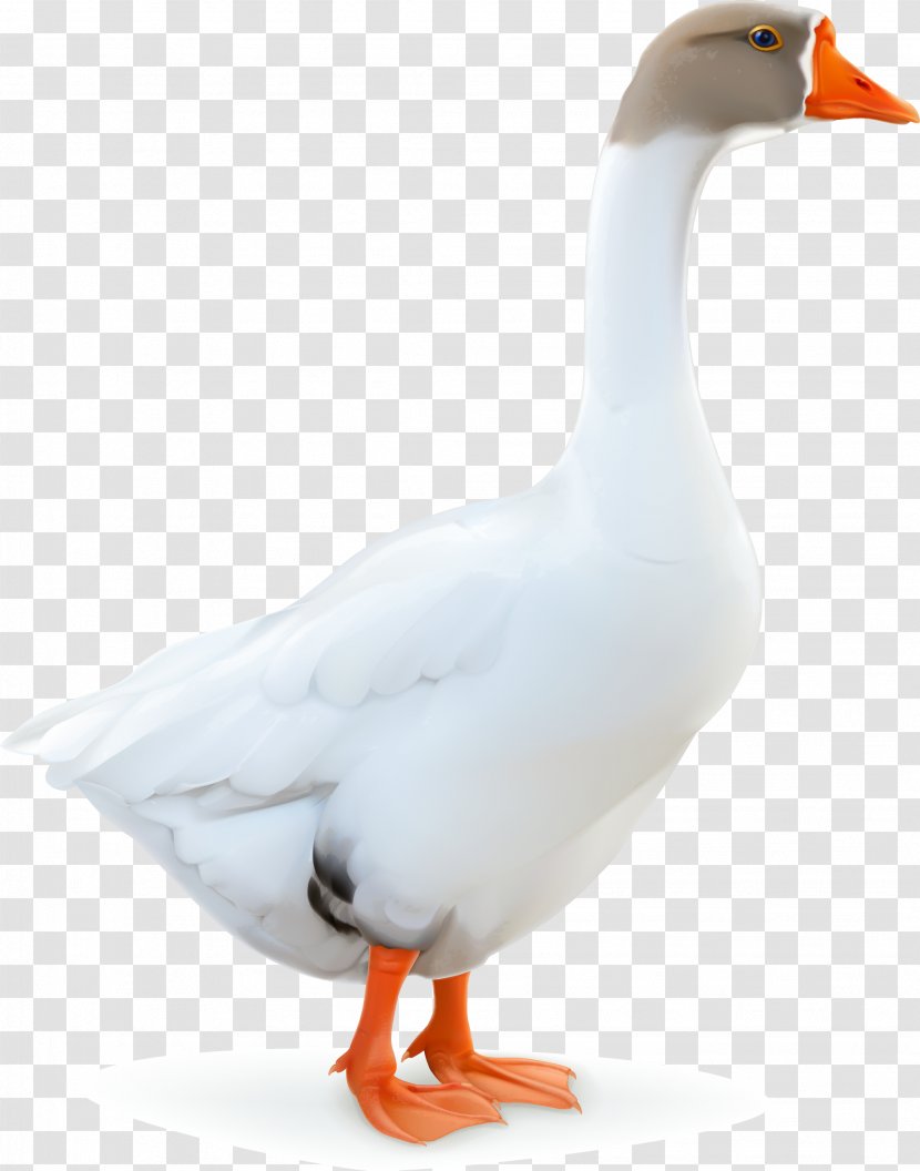 Domestic Goose Duck Bird Transparent PNG