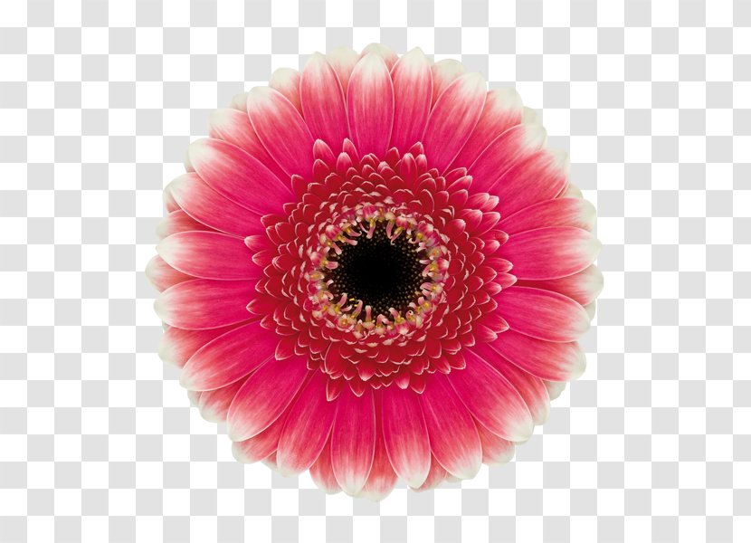 Transvaal Daisy Common Cut Flowers Blume - Petal - Flower Transparent PNG