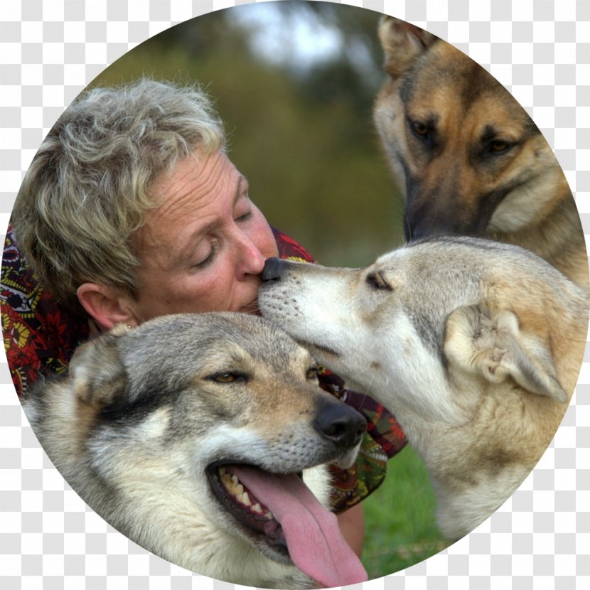 Saarloos Wolfdog Tamaskan Dog Czechoslovakian Northern Inuit Canadian Eskimo Transparent PNG