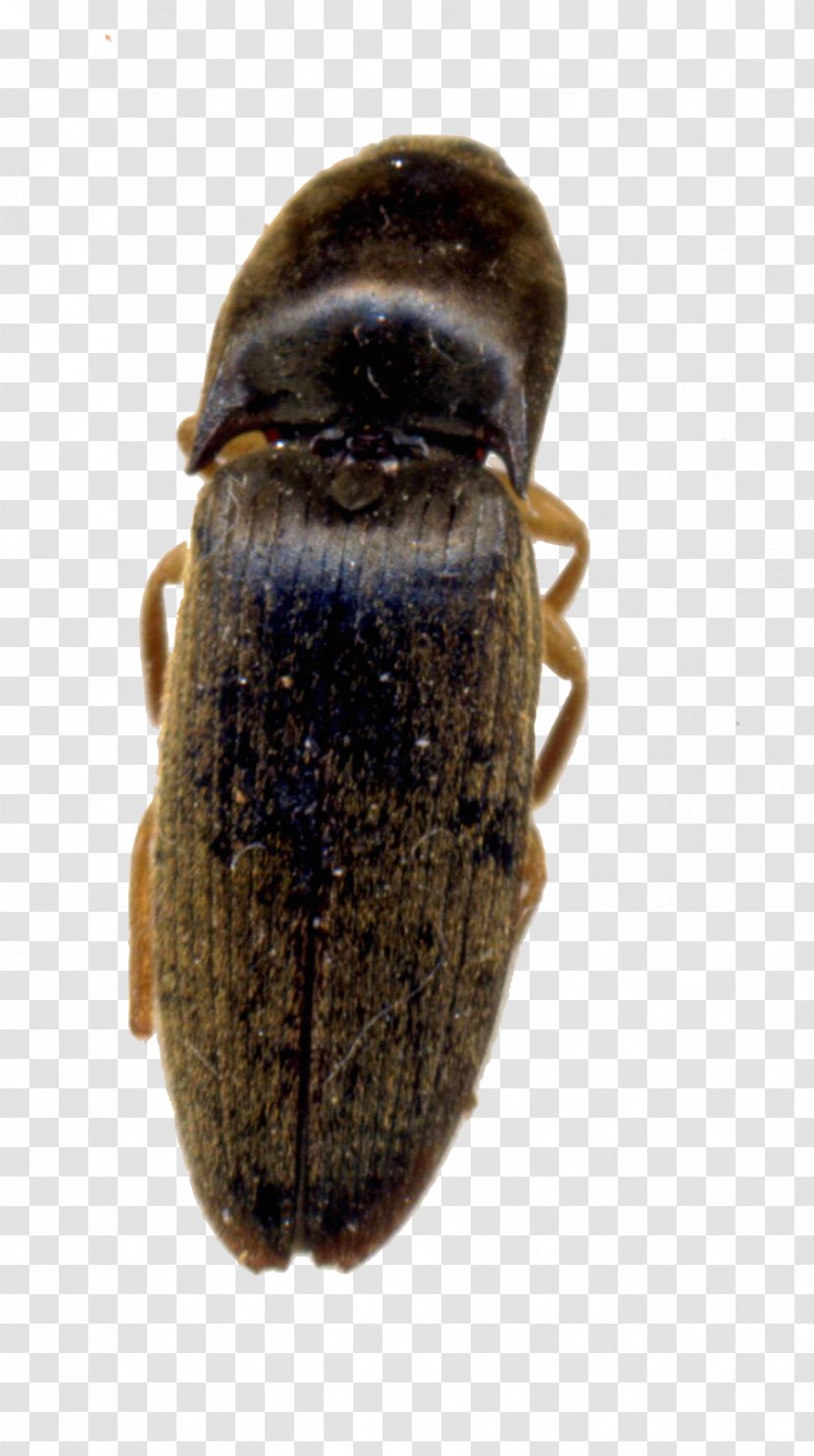 Beetle Scarab Terrestrial Animal Pest - Pollinator - Bee Transparent PNG