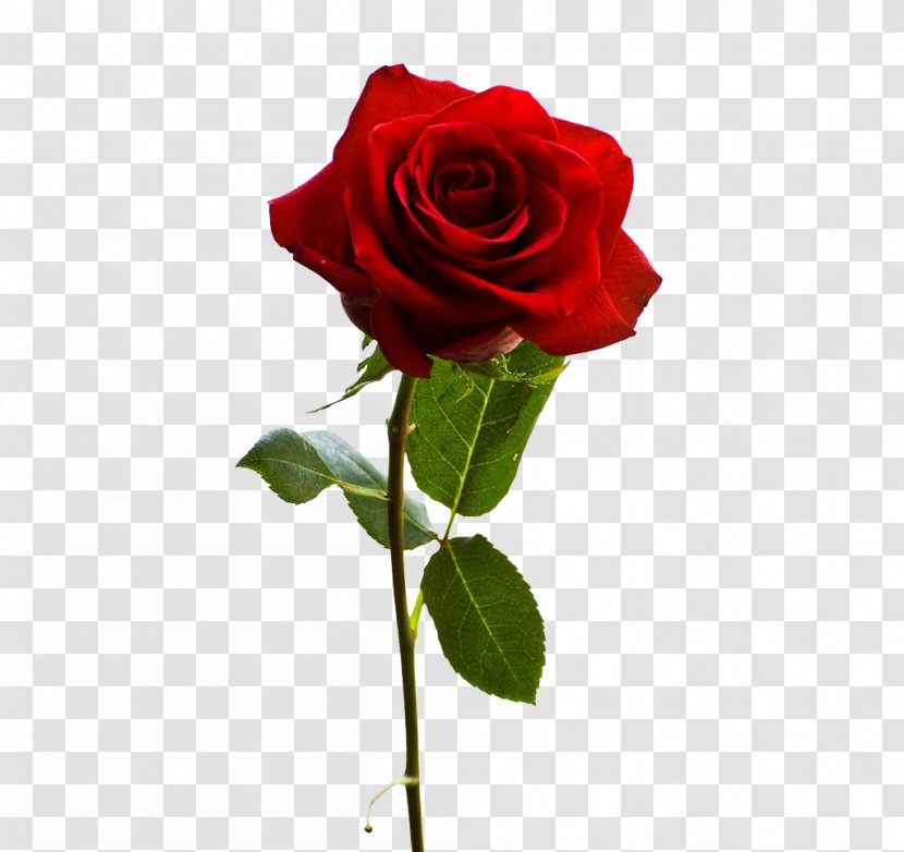 John J Ferry & Sons Funeral Home The Best Of Roses St. Stephen Flower - Plant - A Red Rose Transparent PNG