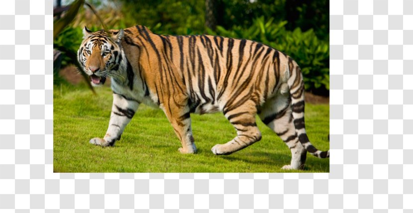 Desktop Wallpaper Download Siberian Tiger Cat - Terrestrial Animal - Woodland Animals Transparent PNG
