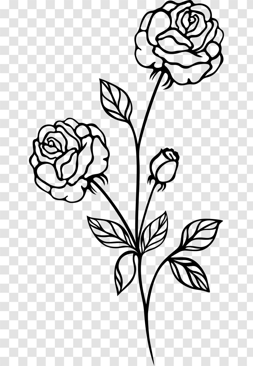 Black Rose And White Clip Art - Pollinator - Botanical Flowers Transparent PNG