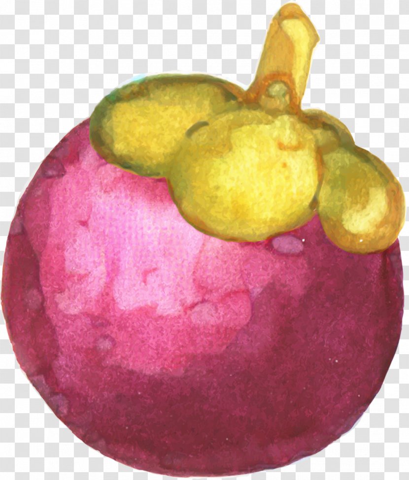 Watercolor Plant - Mangosteen - Magenta Pomegranate Transparent PNG