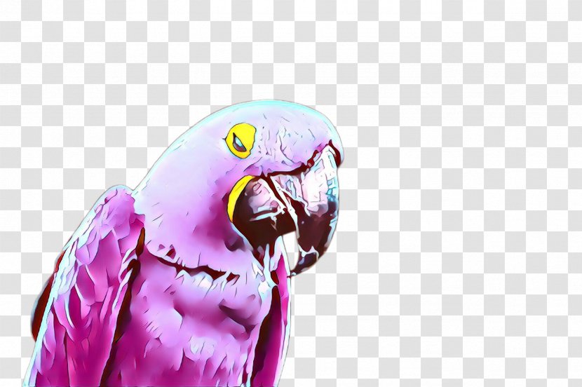 Parakeet Bird Parrot Macaw Budgie - Beak Transparent PNG