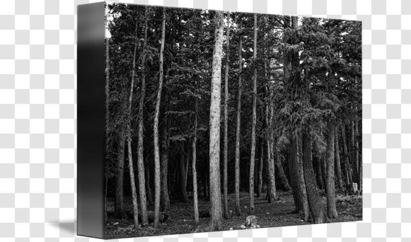 Black And White /m/083vt Forest Wood Tree - Plant Transparent PNG