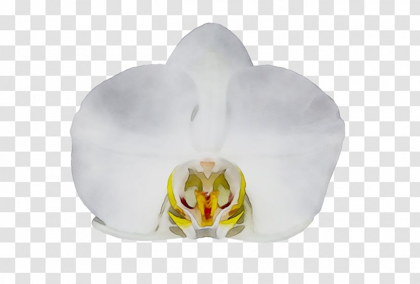 Moth Orchids Transparent PNG