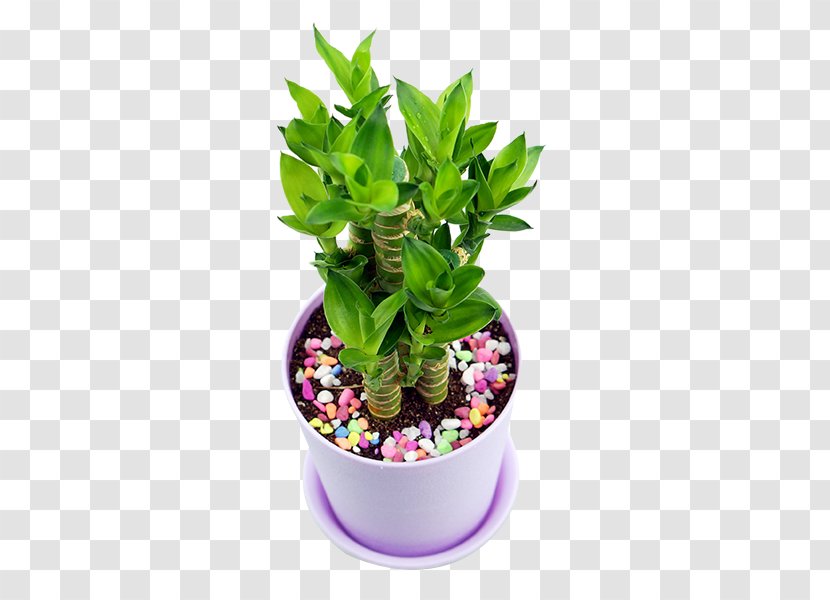 Lucky Bamboo Plant - Data - Pot Transparent PNG