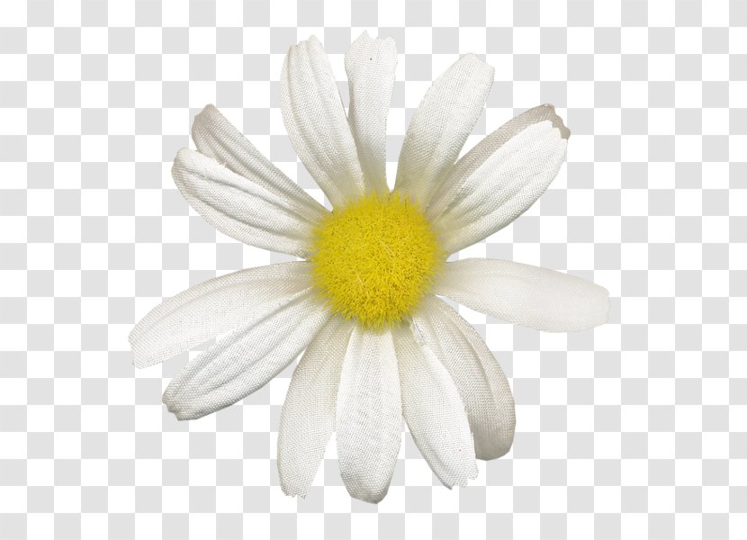Roman Chamomile Oxeye Daisy - Flower Transparent PNG