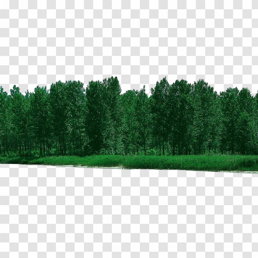 Green Tree Grass Natural Environment Woody Plant - Lawn Evergreen Transparent PNG
