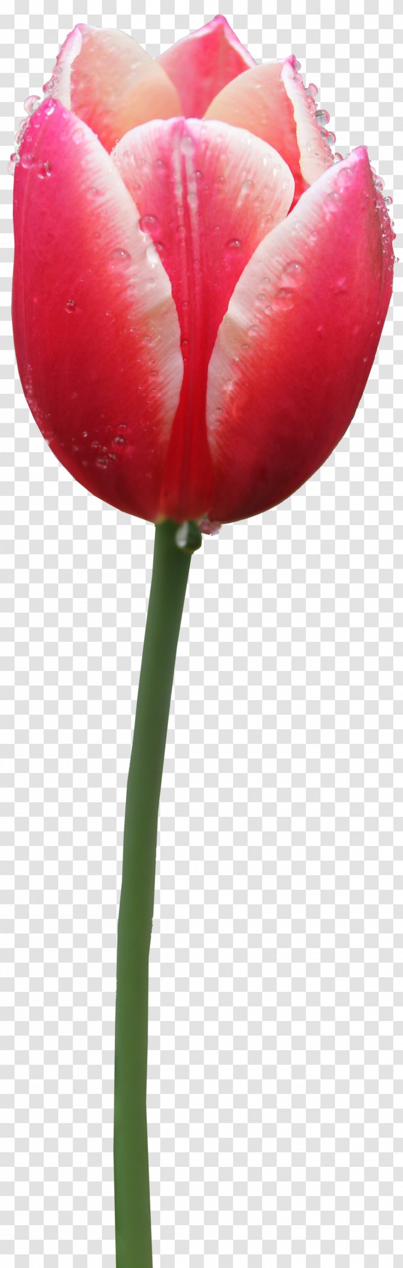 Tulip - Lily Family - Free Image Transparent PNG