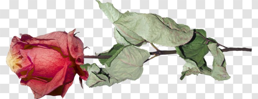 Garden Roses Cut Flowers Pink M Petal - Flower - Rose Transparent PNG