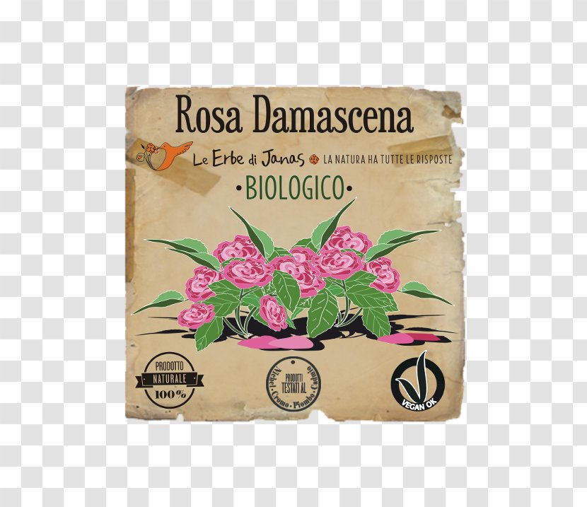 Herb Damask Rose Soapberries Fenugreek Dog-rose - Skin - Centifolia Roses Transparent PNG