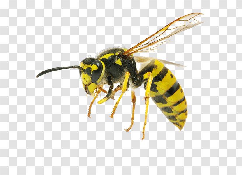Characteristics Of Common Wasps And Bees Insect Yellowjacket - Pest Control - Bee Transparent PNG