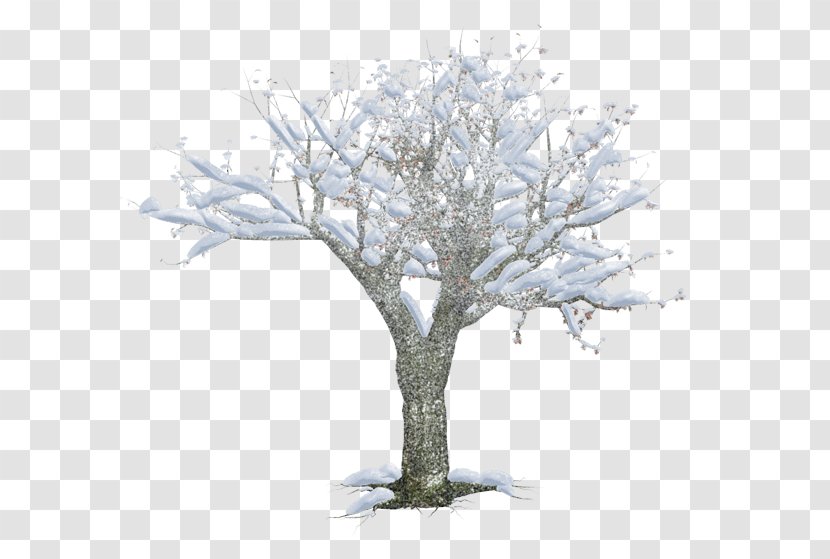 Winter - Twig - Snow Trees Transparent PNG