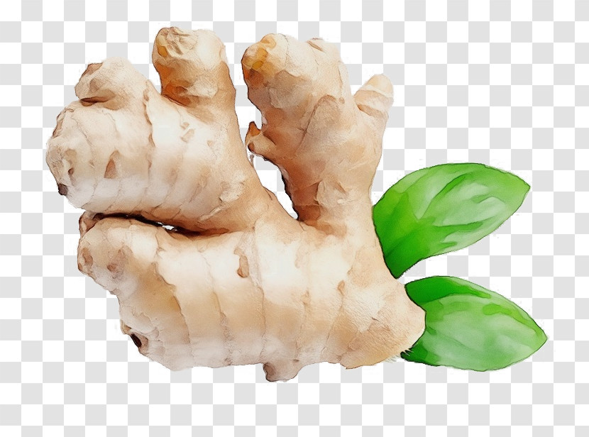 Root Vegetables Galangal Tuber Ingredient Root Transparent PNG